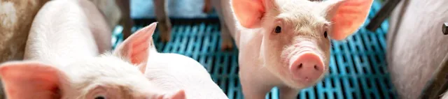 Porsaita porsituskarsinassa Porsaita porsituskarsinassa