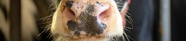 Lähikuva naudan turvasta Lähikuva naudan turvasta