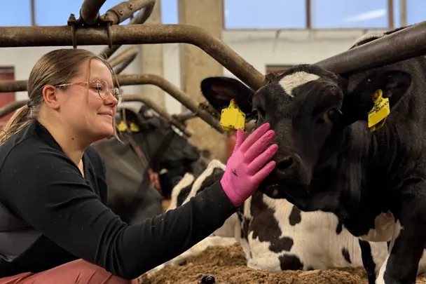 Katriina hoitaa lehmiä Katriina hoitaa lehmiä