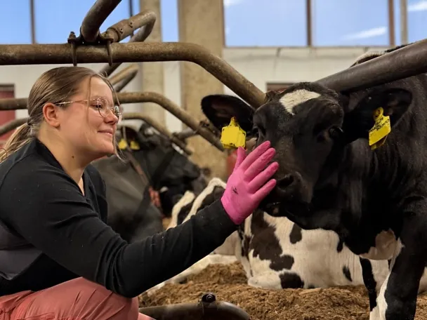 Katriina hoitaa lehmiä Katriina hoitaa lehmiä