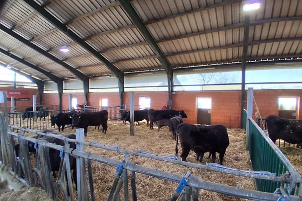 wagyu-lemiä navetassa wagyu-lemiä navetassa