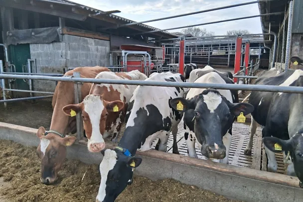 Malte Krohn - lehmät ulkona Malte Krohn - lehmät ulkona