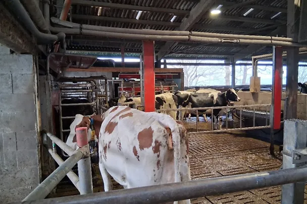 Lehmiä - Malte Krohn Lehmiä - Malte Krohn