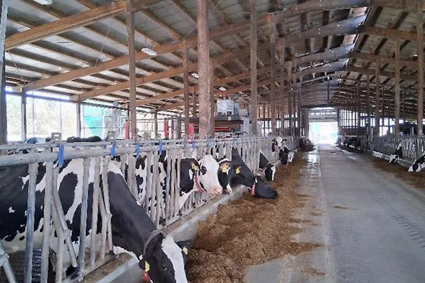 Lehmiä Hülsenbergin navetassa Lehmiä Hülsenbergin navetassa