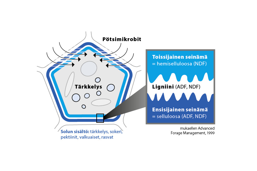 Darstellungen_FI_2511195 - pötsimikrobit Darstellungen_FI_2511195 - pötsimikrobit