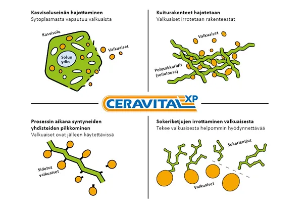 Darstellungen_FI_2511194 - ceravital xp Darstellungen_FI_2511194 - ceravital xp