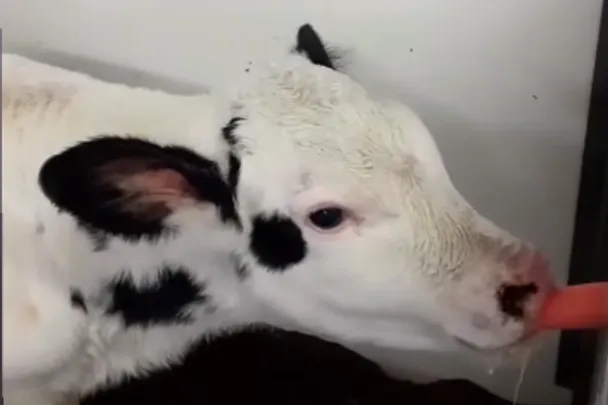 vasikka ruokailee vasikka ruokailee