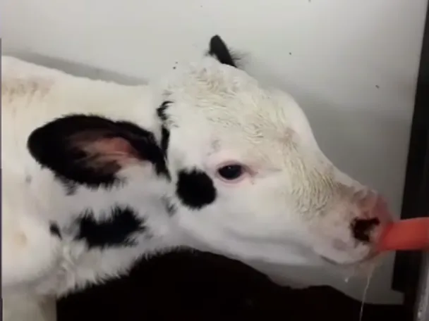 vasikka ruokailee vasikka ruokailee