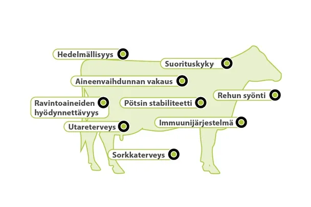 Aminotracen vaikutukset naudoilla Aminotracen vaikutukset naudoilla