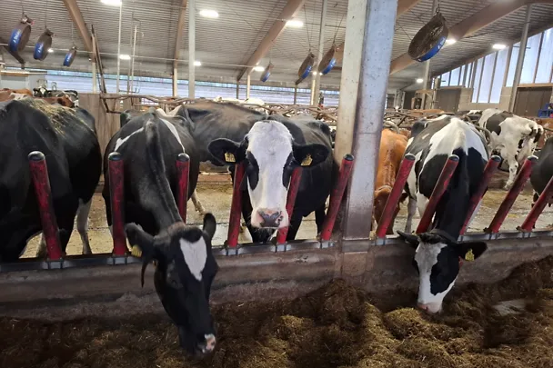 Maitokourimon lehmiä Maitokourimon lehmiä