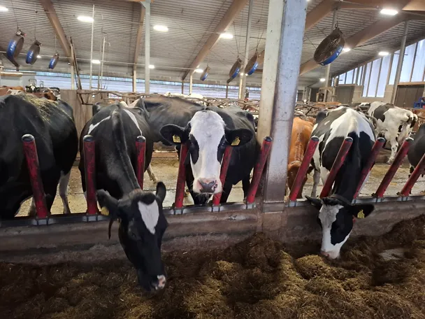 Maitokourimon lehmiä Maitokourimon lehmiä