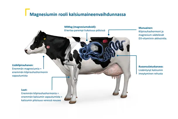 Magnesiumin (1) Magnesiumin (1)