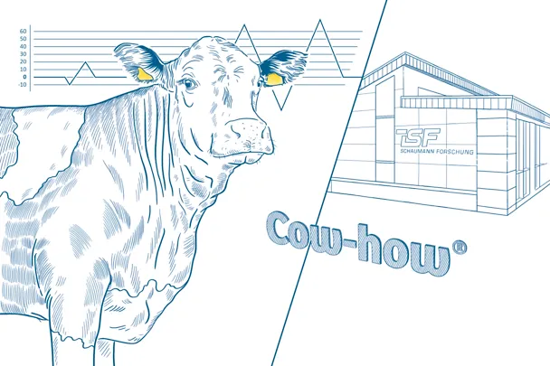 Cow how Cow how