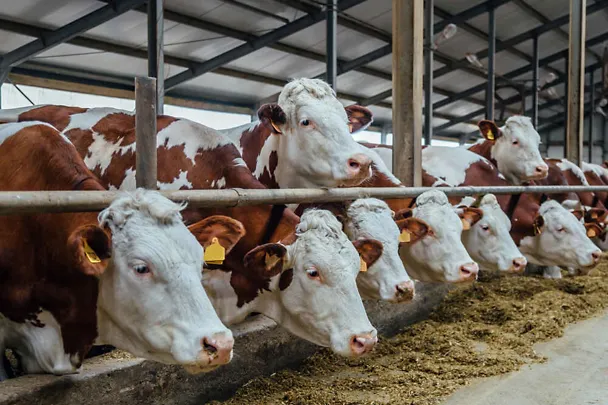 Fleckvieh -lehmät ruokintapöydän ääressä Fleckvieh -lehmät ruokintapöydän ääressä