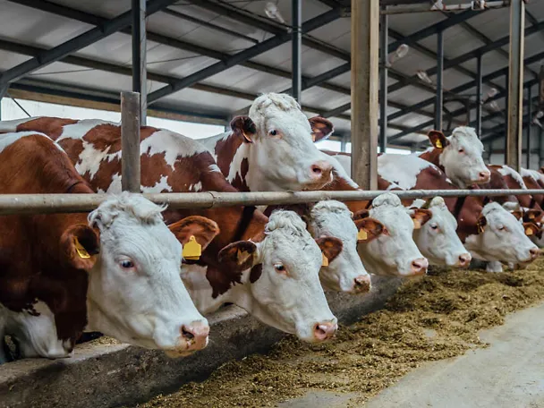 Fleckvieh -lehmät ruokintapöydän ääressä Fleckvieh -lehmät ruokintapöydän ääressä