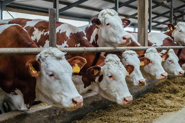 Ruokintapöydässä Ruokintapöydässä