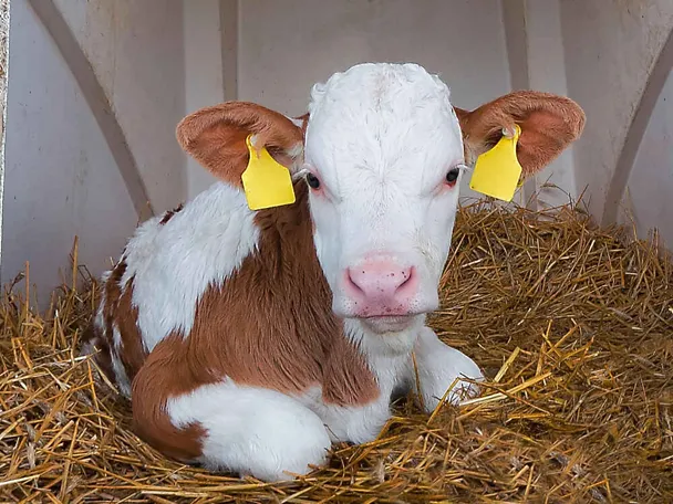 Kalb im Kälberiglu Kalb im Kälberiglu