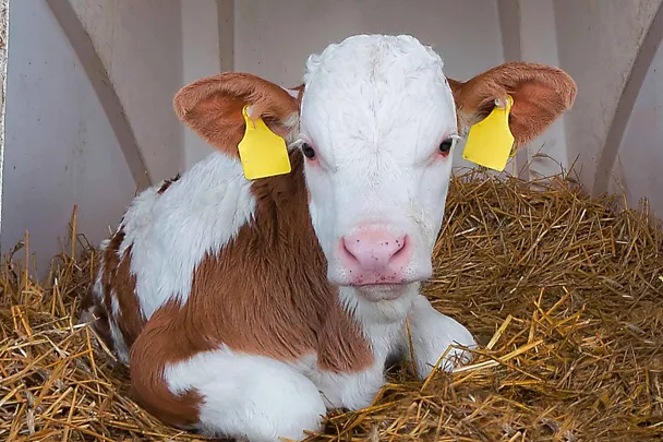 Kalb im Kälberiglu Kalb im Kälberiglu