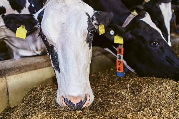 Lehmä syömässä Lehmä syömässä