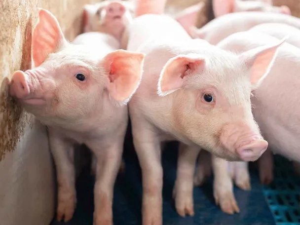 Vieroitetut porsaat Vieroitetut porsaat