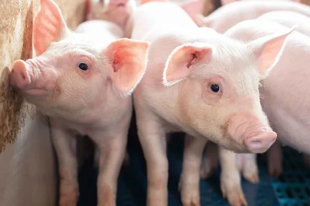 Vieroitettuja porsaita Vieroitettuja porsaita