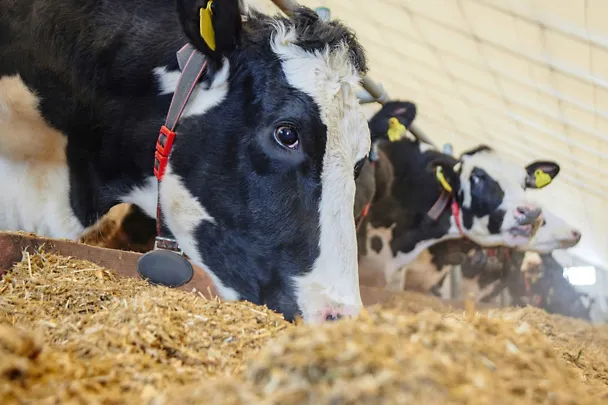 Lehmä ruokailee Lehmä ruokailee