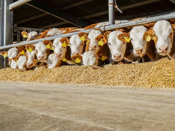 Sonnit ruokintapöydän äärellä Sonnit ruokintapöydän äärellä