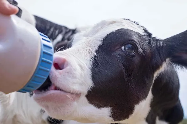 Vasikka juo Vasikka juo