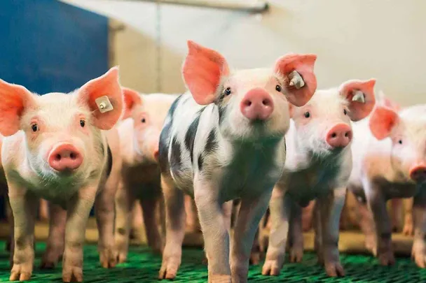 SCHAUMA PRO TAB huolehtii vieroitettujen porsaiden kunnosta SCHAUMA PRO TAB huolehtii vieroitettujen porsaiden kunnosta