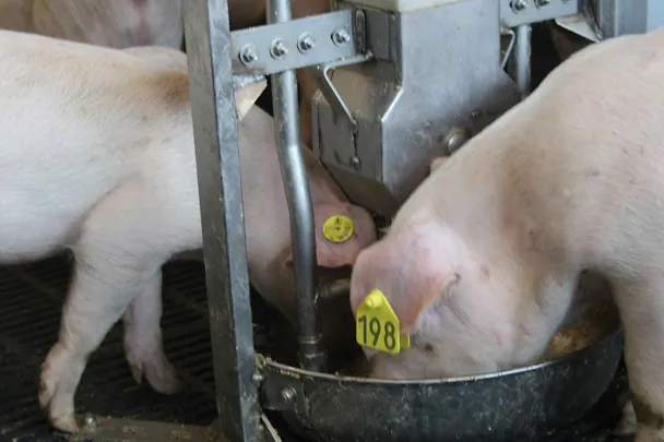 Lihasiat ruokailemassa Lihasiat ruokailemassa